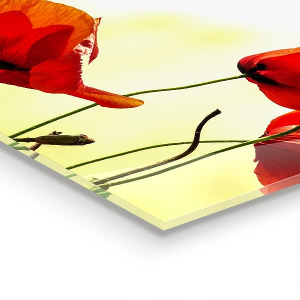 Szklany panel do kuchni Polna Łąka z Czerwonymi Makami