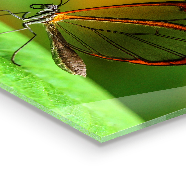 Panel szklany do kuchni Motyl na Liściu