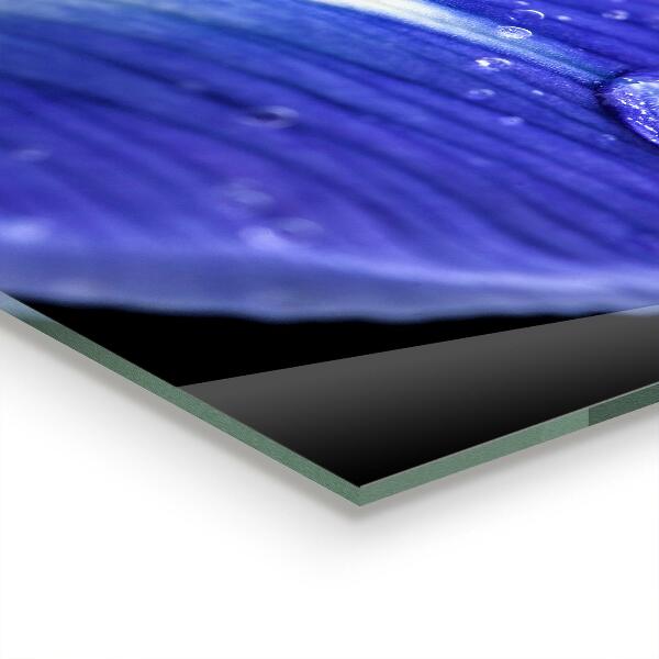 Panel szklany do kuchni Fioletowy Irys Kwiat