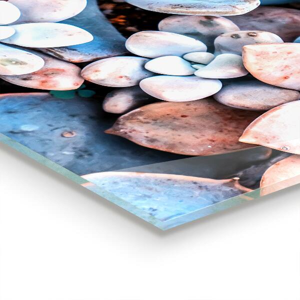 Panel szklany do kuchni Kolorowe Sukulenty