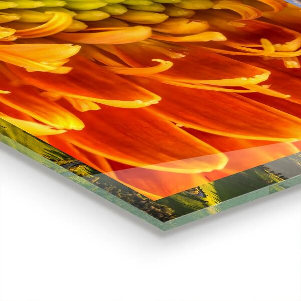 Szkło na ścianę do kuchni Gerbera Kwiat Pomarańczowy