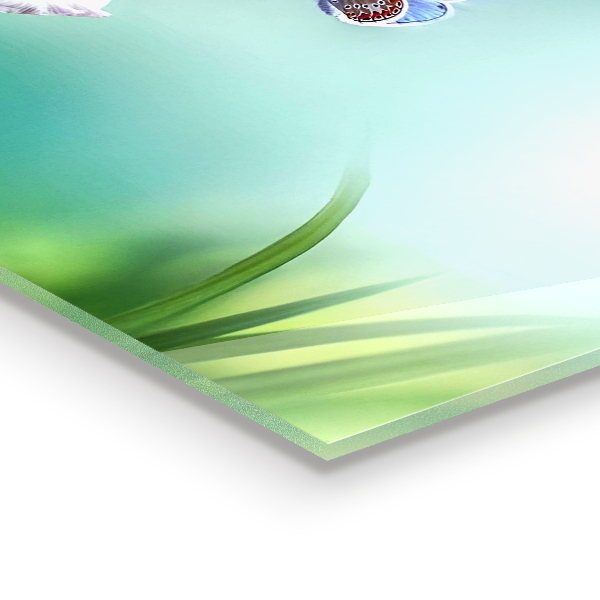 Szkło na ścianę do kuchni Letnia Łąka Motyl Kwiat