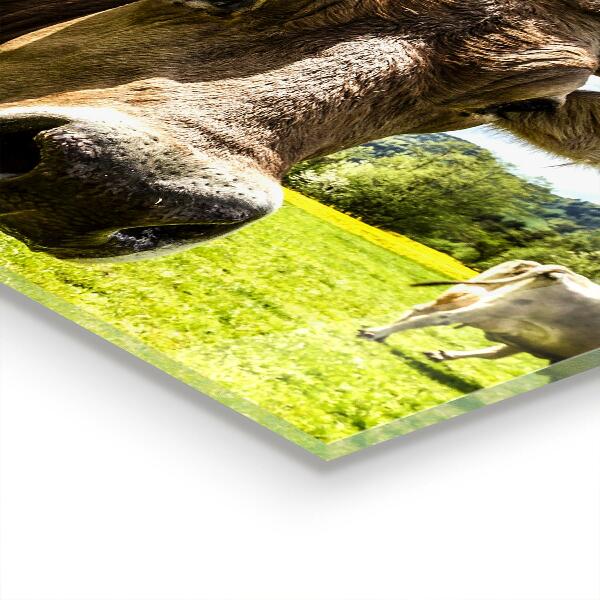 Panel szklany do kuchni Wiejski Klimat Krowa Pole