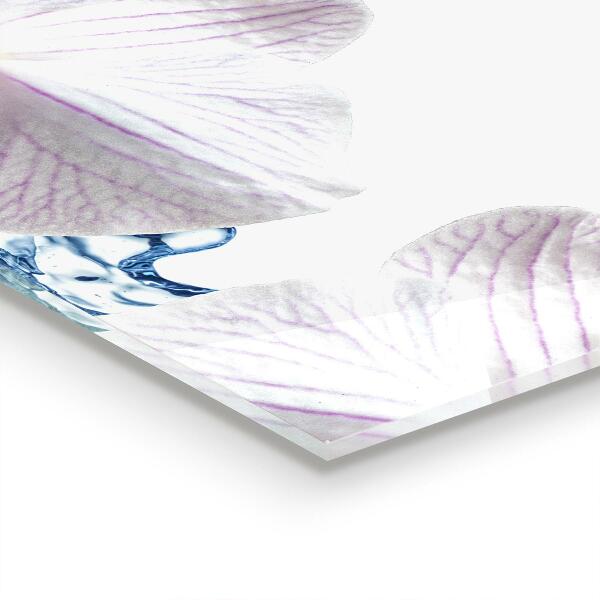 Szkło na ścianę do kuchni Storczyk Zroszony Wodą