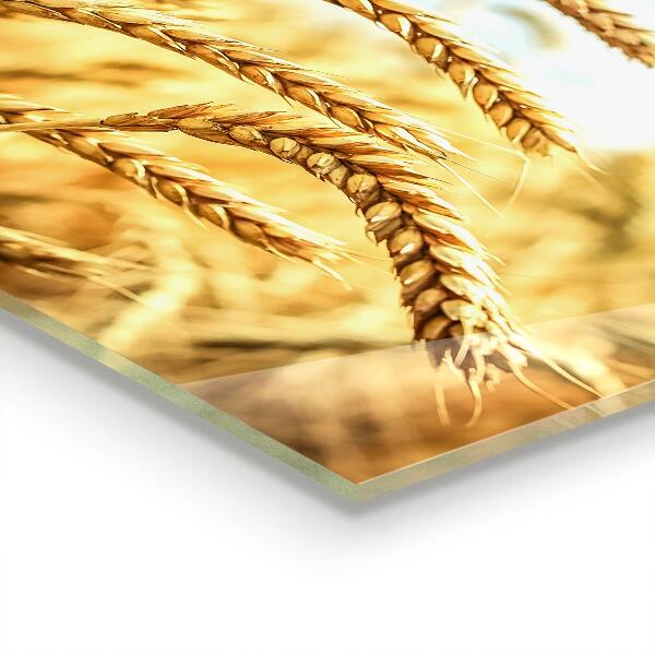 Szkło na ścianę do kuchni Zboże Dary Matki Natury