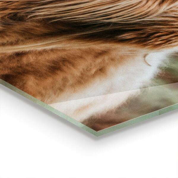 Panel szklany do kuchni Krowa Highland Styl Cottage