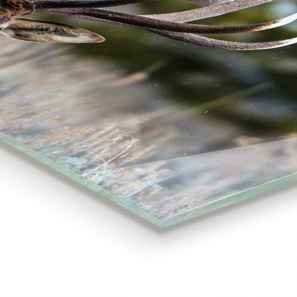 Panel szklany do kuchni Jeleń Dzika Przyroda