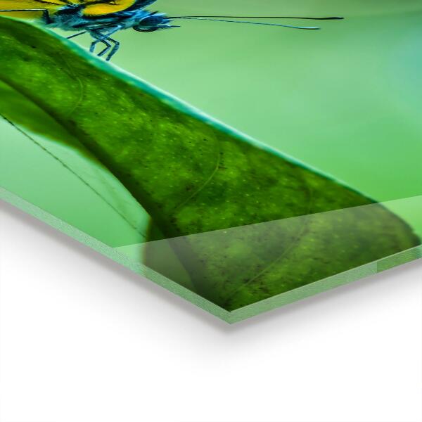 Panel szklany do kuchni Motyl odpoczywający na Liściu