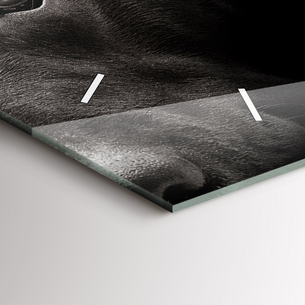 Zegar ścienny poziomy Pies i kot szkocki